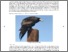 [thumbnail of PubSub10105_Whitehouse-Tedd.pdf]